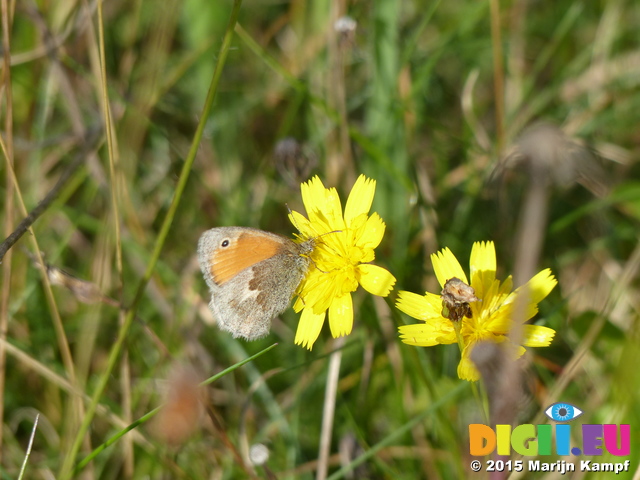 FZ020432 Small Heath (Coenonympha pamphilus) on yellow flower